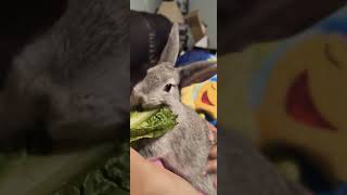 Rabbit enjoying romaine lettuce cute bunnylife [upl. by Lionello]