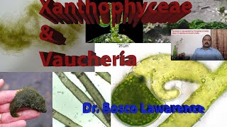 General Characters of Xanthophyceae and a detailed study on the type Vaucheria [upl. by Mathew]