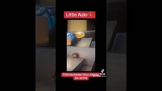 Little Azio Food Review [upl. by Joli862]