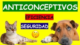 COMO EVITAR QUE MI MASCOTA QUEDE PREÑADA ANTICONCEPTIVOS [upl. by Bowles80]