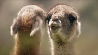 Brutal Fight for Dominance Among Guanacos  Wild Patagonia  BBC Earth [upl. by Etnomed458]