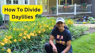 How To Divide Daylilies  Propagate Hemerocallis [upl. by Gorlicki]