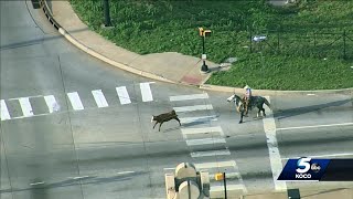 Cowboy wrangles loose cow on busy Oklahoma City highway [upl. by Luna194]