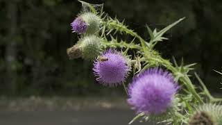 Bees fight over Scotch Thistle [upl. by Mutua]