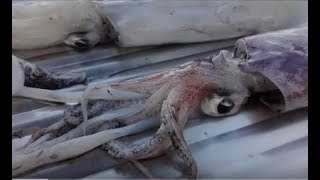 Καθαρίζω καλαμαράκια εύκολα σε 4 λεπτά  How to prepare squid [upl. by Ellednahs]