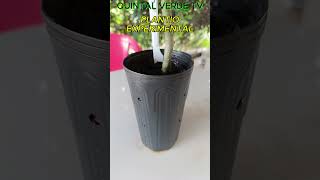 EXPERIMENTAL “PSEUDO CAUDEX MAIOR VOLUME” Shorts 2022 bonsai plants plantas estaquia adenium [upl. by Gwenni758]