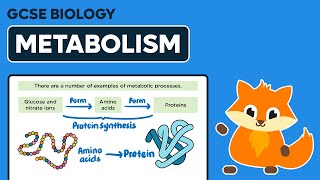 Metabolism  GCSE Biology [upl. by Notrom645]