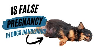 IS FALSE PREGNANCY IN DOGS DANGEROUS [upl. by Calie]