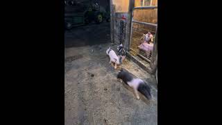 Piggies on the run farming pig piggy funnyshorts funnyanimals [upl. by Nairim467]