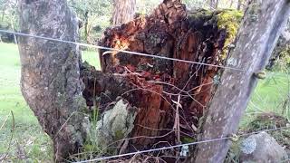 Troncos viejos utilizados en COBERTURA en siembra de orquídeas campesinas [upl. by Magnuson]