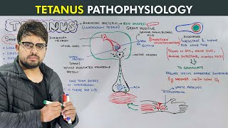 Tetanus Causes Symptoms Prevention and Treatment Biology lecture [upl. by Hsepid]