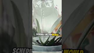 How to properly water orchids gardeningtips short [upl. by Genet673]