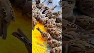 What beautiful birds pecking at grains bird🕊️ shorts birds sparrow trending shortvideo [upl. by Clover]