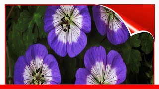 16 EyeCatching Varieties Of Hardy Geranium 🛋️ [upl. by Alocin]