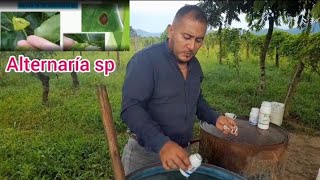 CONTROL DE ALTERNARIA Y ENFERMEDADES EN MARACUYA COMPATIBILIDAD DE PRODUCTOS [upl. by Woehick]