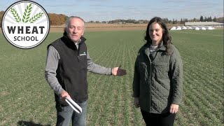 Wheat School Narrow rows drive winning winter wheat [upl. by Anatsirhc37]