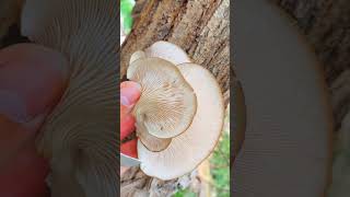 Seta De Ostreatus shorts mushroom niscalos boletus setas hongos [upl. by Farland]