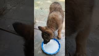 Cute puppy very fast shortsshortvideocutepuppyveryfast [upl. by Bern937]