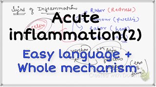 Acute inflammation cellular events pathology Acuteinflammation [upl. by Muiram]