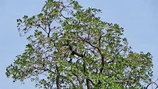 Medicinal Tree Behada or Terminalia bellirica quotBaheraquot or Beleric or bastard myrobalan [upl. by Tiersten117]