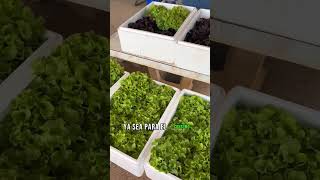 Quieres aprender a cultivar ne casa cultivarencasa cultivohidroponico plantas jardin [upl. by Atteiluj817]