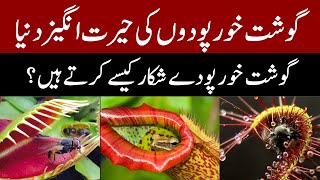 How do carnivorous plants hunt  The meateaters plant [upl. by Dnomsaj]