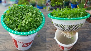 Grow coriander at home in water धनिया उगाने का सबसे आसान तरीका coriander in hydroponics [upl. by Lani]