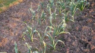 Kempston Allotments Bedford UK 0903 [upl. by Ileek869]