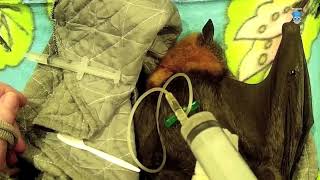 Injured flyingfox in care night one amp day 2 this is Wallis [upl. by Ludovick]