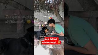 එලියට ගෙනිහින් කවන්නත් ඔනේ 😒🐶💕viralvideo akita love dog funny subscribe youtube fyp fyp [upl. by Ofloda]