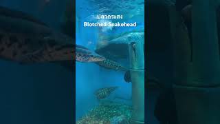 ปลากระสง Blotched Snakehead [upl. by Aloibaf]