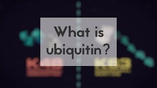 What is ubiquitin [upl. by Fink]