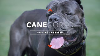 OWNING A CANE CORSO THE ULTIMATE CANINE PROTECTOR [upl. by Dav]