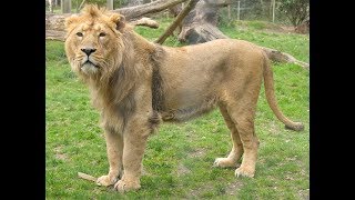 Inde  Au royaume des lions dAsie Documentaire animalier 2018  HD [upl. by Norina]