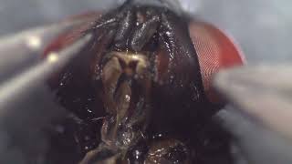 Dissection of a blow fly [upl. by Carl]