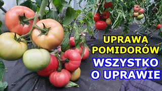 Jak uprawiać Pomidory KROK po KROKU  Uprawa Pomidorów od sadzenia do zbioru KOMPLETNY INSTRUKTAŻ [upl. by Liartnod801]