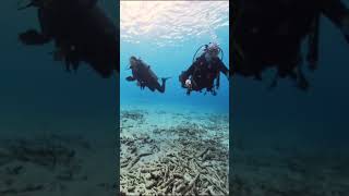 Scuba Diving Bonaire [upl. by Vig]