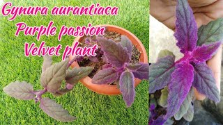 Gynura aurantiaca  Purple passion  Velvet plant Care amp Propagation by Garden gyan [upl. by Nnawtna]