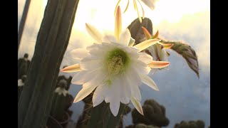 Erste Trichocereus pachanoi San Pedro Blüte 2020 [upl. by Aube331]