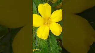 turnera flower turnera ulmifolia yellowviralvideo [upl. by Phares553]