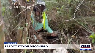 Hunters prevent 76 eggs from 17foot Burmese python from devastating Everglades ecosystem [upl. by Terencio527]