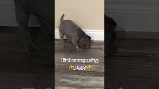 CUTEST SHAR PEI PUPPY TRAINING puppyvideos [upl. by Pyne]