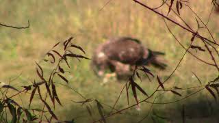 First week deer season Indiana public land [upl. by Manas677]