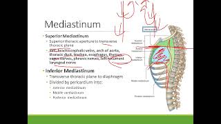 Clinical Anatomy Thorax  Mediastinum and Pericardium [upl. by Aliac]