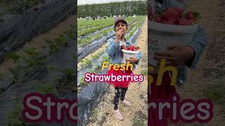 Fresh Strawberry Picking at Good Planet Auckland New Zealand strawberrypicking [upl. by Nywles303]