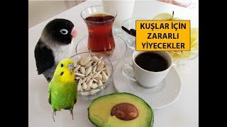 Kuşlar İçin Tehlikeli Zararlı Yiyecekler [upl. by Klatt]