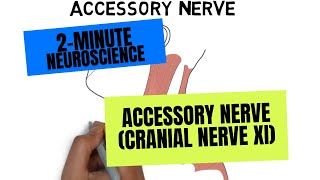 2Minute Neuroscience Accessory Nerve Cranial Nerve XI [upl. by Baram]