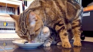 Mom Cat teaches her Cute Kitten to do the dishes  Funny Kangaroo Cats [upl. by Atiuqahc]