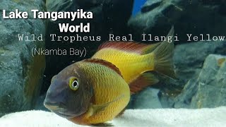 Wild Tropheus Moorii Real İlangi Yellow Nkamba bay [upl. by Oribella]