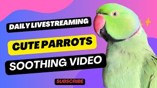 Cute Ringneck Parrot Repeating Words – Calm and Adorable [upl. by Yluj]